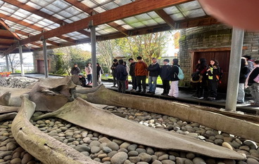 Ihc en Chiloé; reporte N°13